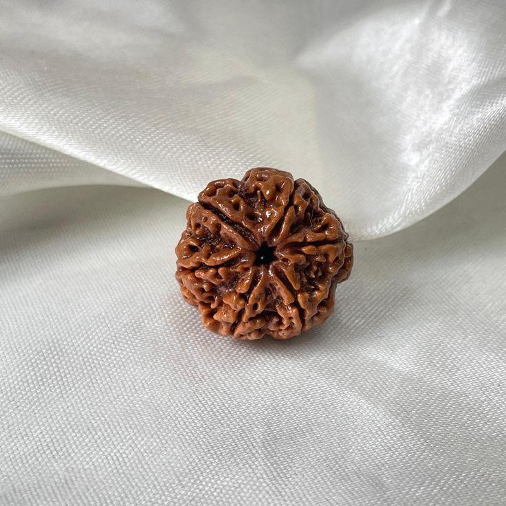Genuine 7 Mukhi Nepal Rudraksha – Powerful Spiritual Remedy