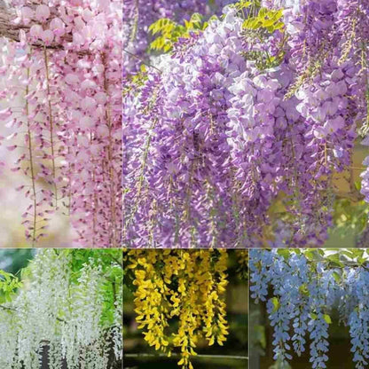 purple wisteria Cascading Beauty All Year Round