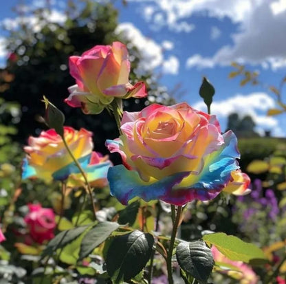 Rainbow Rose Seeds with Free Plant Growth Serum Pack of 2