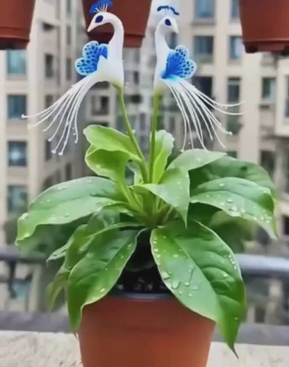 Vibrant Peacock Flower Seeds Pack of 2