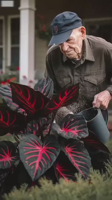 Black Hosta Seeds + Plant Growth Serum Free